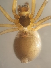 Bathyphantes parvulus