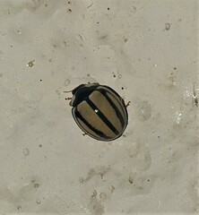 Cheilomenes propinqua