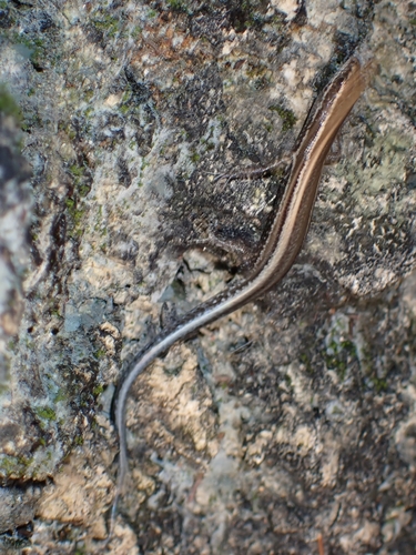 Vanuatu snake-eyed skink, Cryptoblepharus novohebridicus