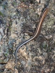 Cryptoblepharus novohebridicus