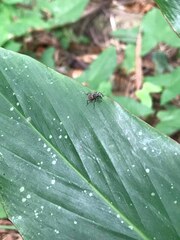 Metapocyrtus adspersus