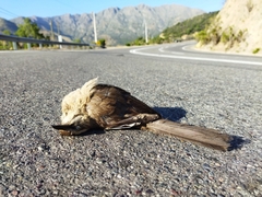 Mimus thenca