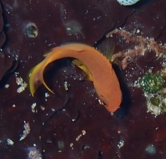 Pseudanthias