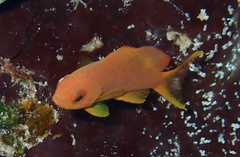 Pseudanthias