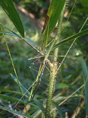 Candovia annulata