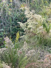 Eupatorium capillifolium