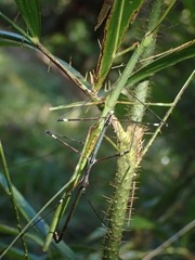 Candovia annulata