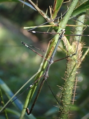 Candovia annulata