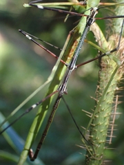 Candovia annulata