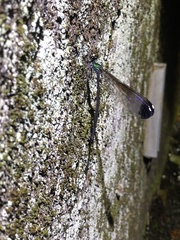 Psolodesmus mandarinus mandarinus