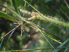 Candovia annulata