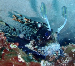 Pterois volitans
