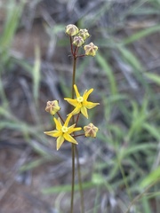 Asclepias aurea