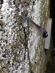 Psolodesmus mandarinus mandarinus