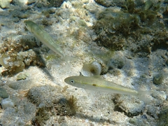 Mulloidichthys flavolineatus