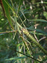 Candovia annulata