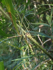 Candovia annulata