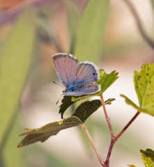 Echinargus isola