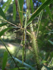 Candovia annulata