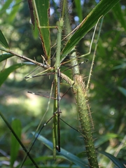 Candovia annulata