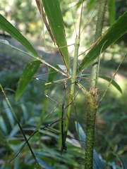 Candovia annulata