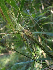 Candovia annulata