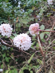 Viburnum farreri