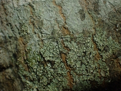Tamopsis tweedensis