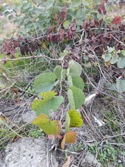 Cercis siliquastrum
