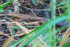 Caprimulgidae