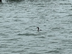 Phalacrocoracidae