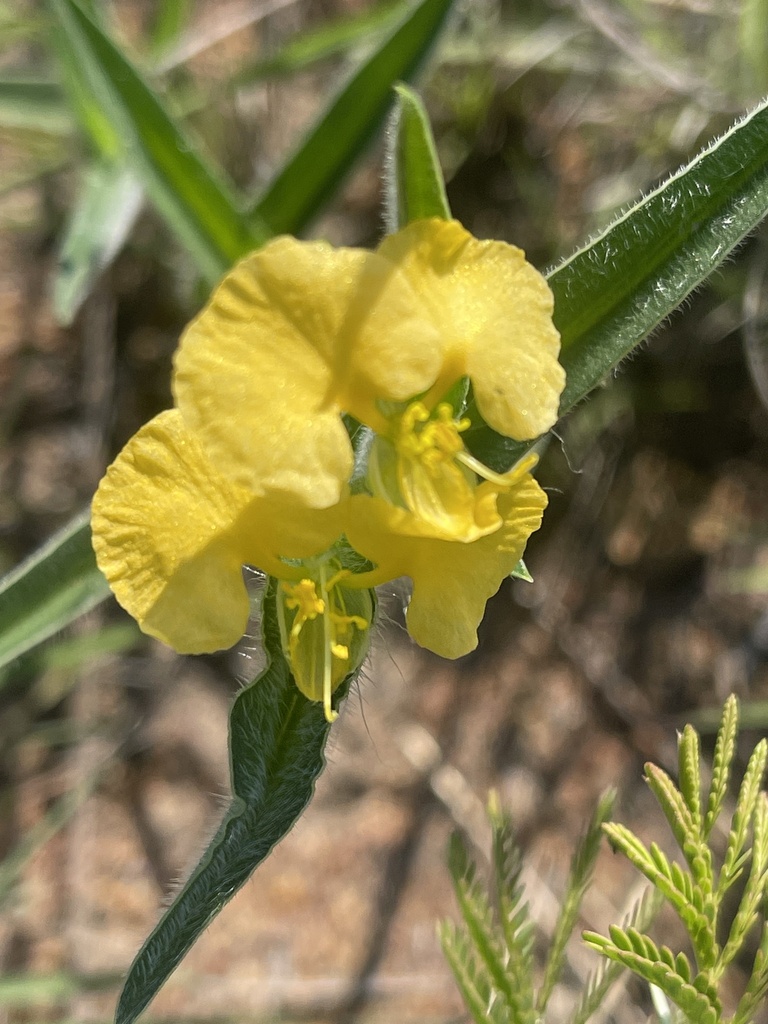 African Yellow Dayflower from Molemole Rural, Dendron/Dikgale, LP, ZA ...