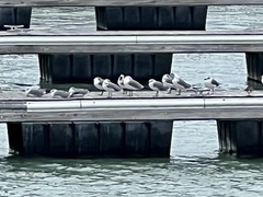 Leucophaeus atricilla