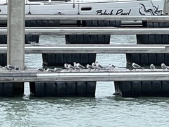 Leucophaeus atricilla