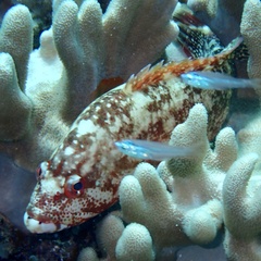 Cephalopholis urodeta