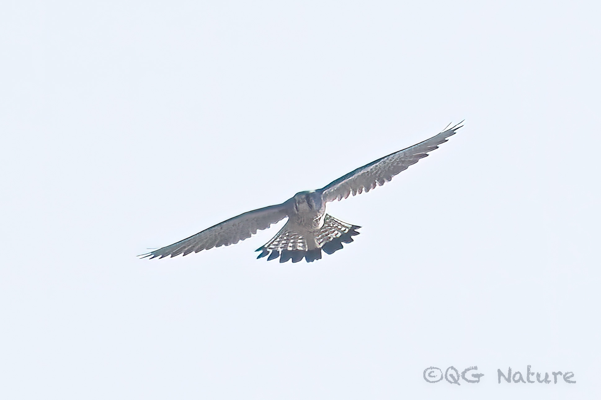 Common Kestrel