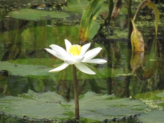 Nymphaea alba
