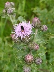 Cantharis flavilabris