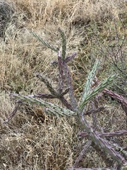 Cylindropuntia thurberi versicolor