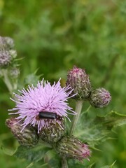 Cantharis flavilabris