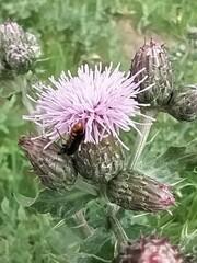 Cantharis flavilabris