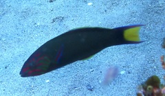Thalassoma lunare