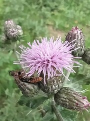 Cantharis flavilabris