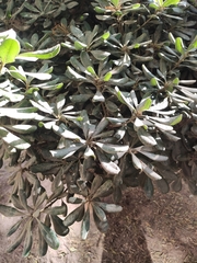 Pittosporum tobira