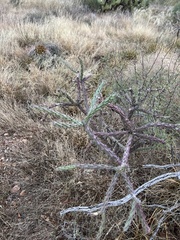 Cylindropuntia thurberi versicolor