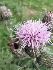 Cantharis flavilabris