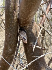 Porphyrobaphe iostoma