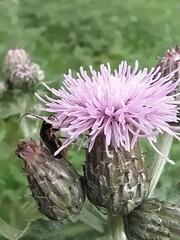 Cantharis flavilabris