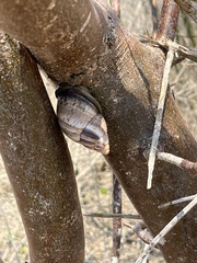 Porphyrobaphe iostoma