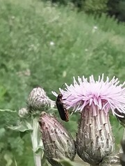 Cantharis flavilabris